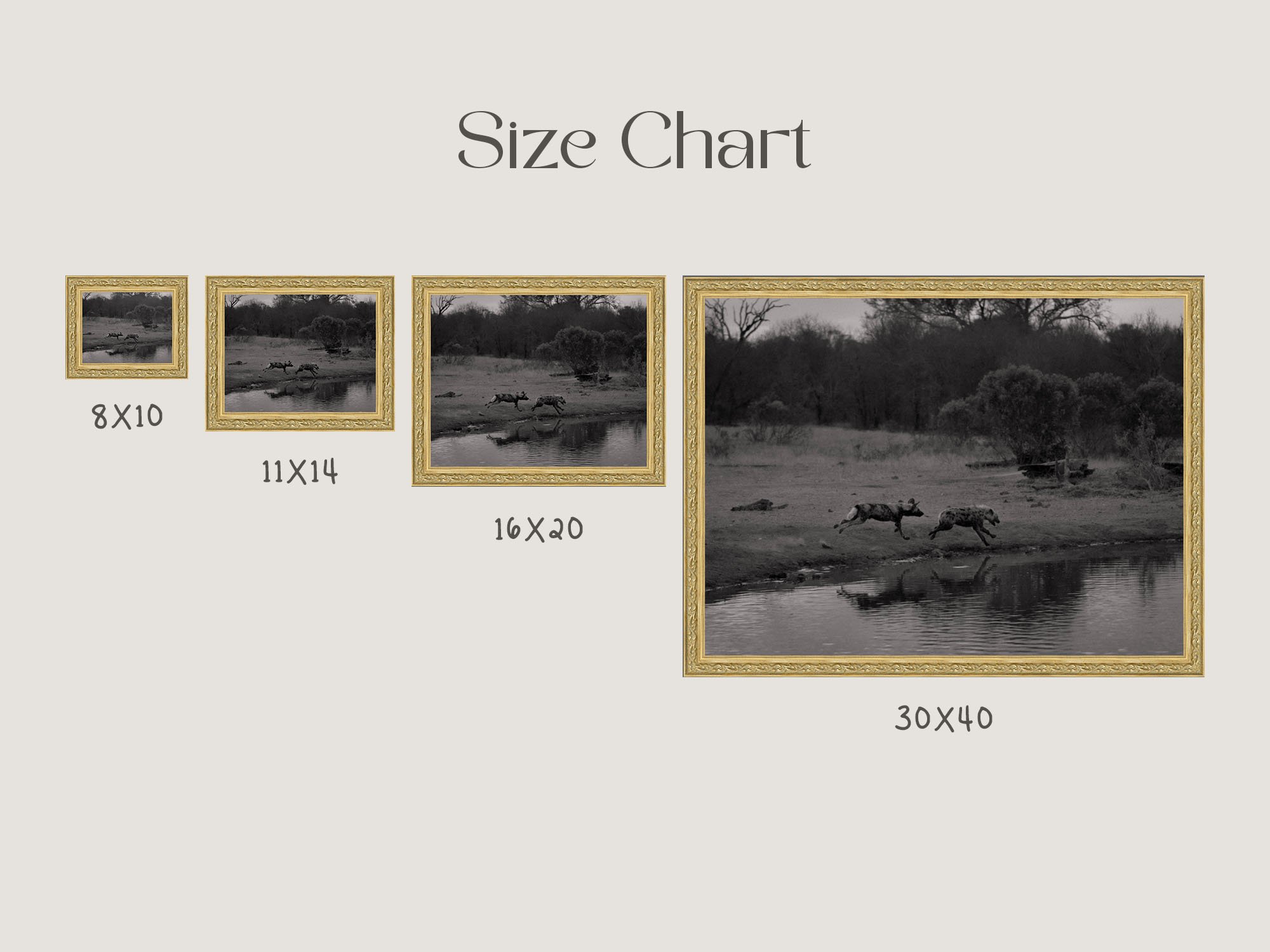 african-chase-sizes.jpg