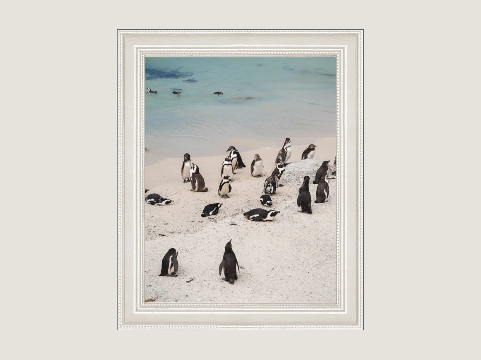african-penguins.jpg