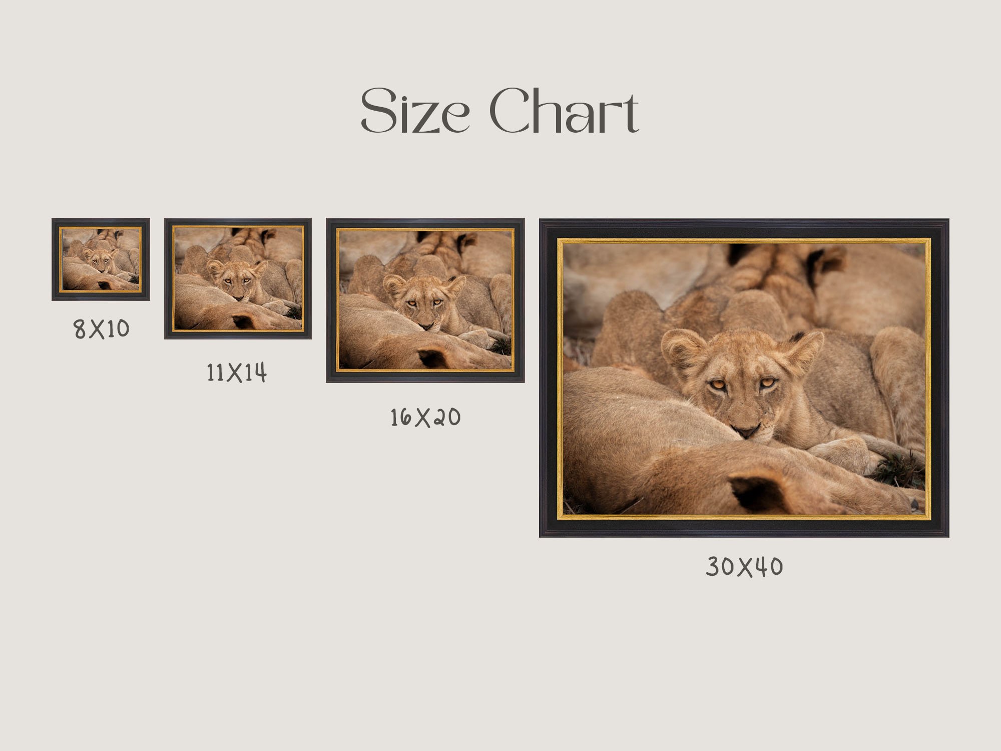 golden-cub-size.jpg