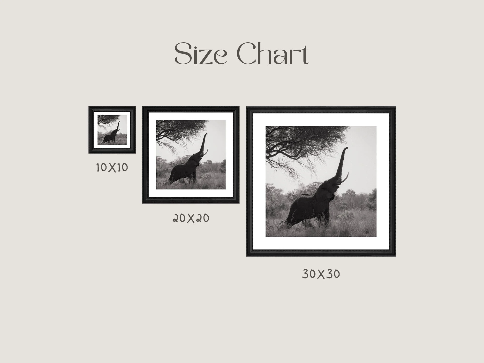 elephant-reach.jpg