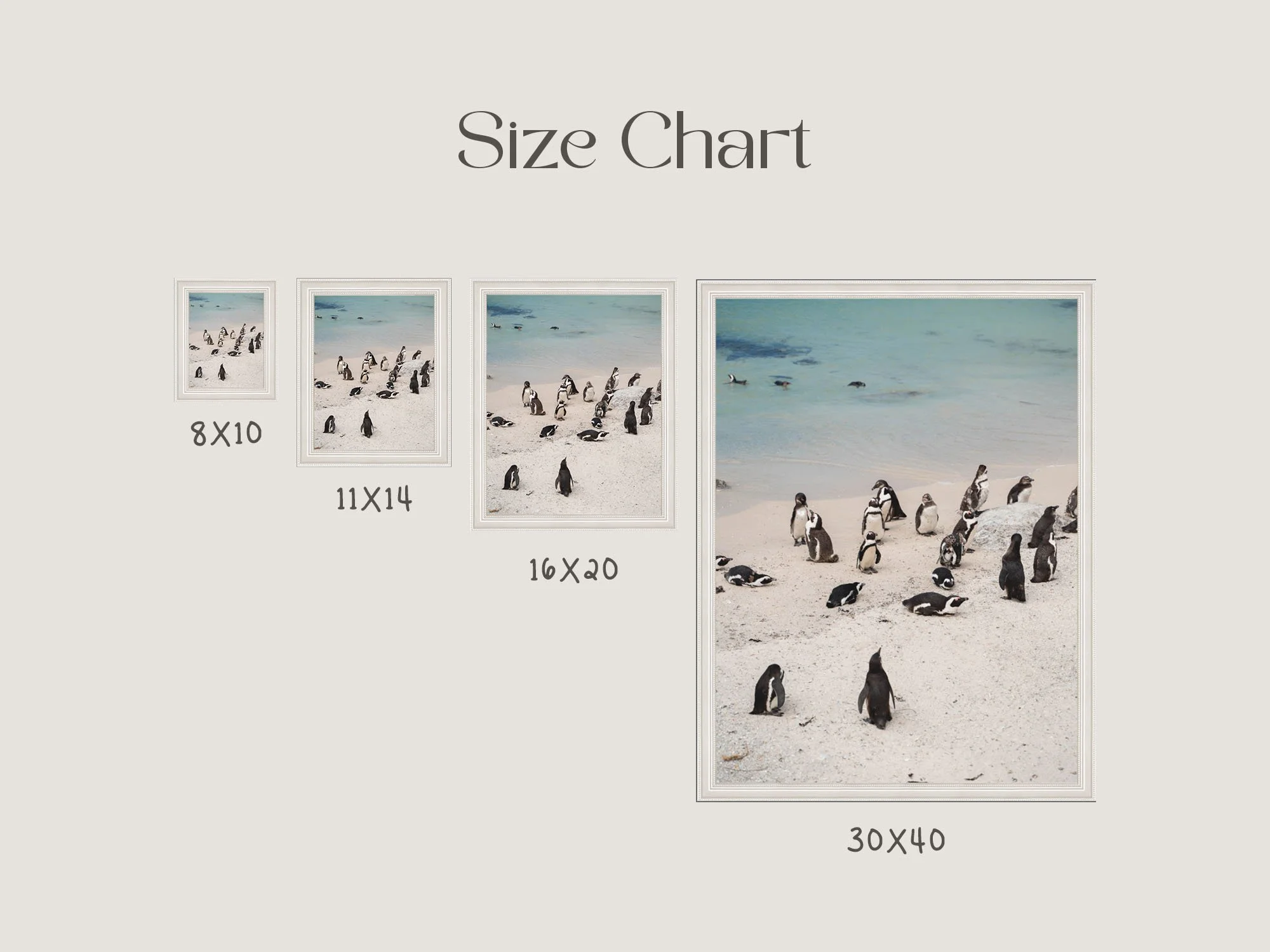 african-penguins-size.jpg