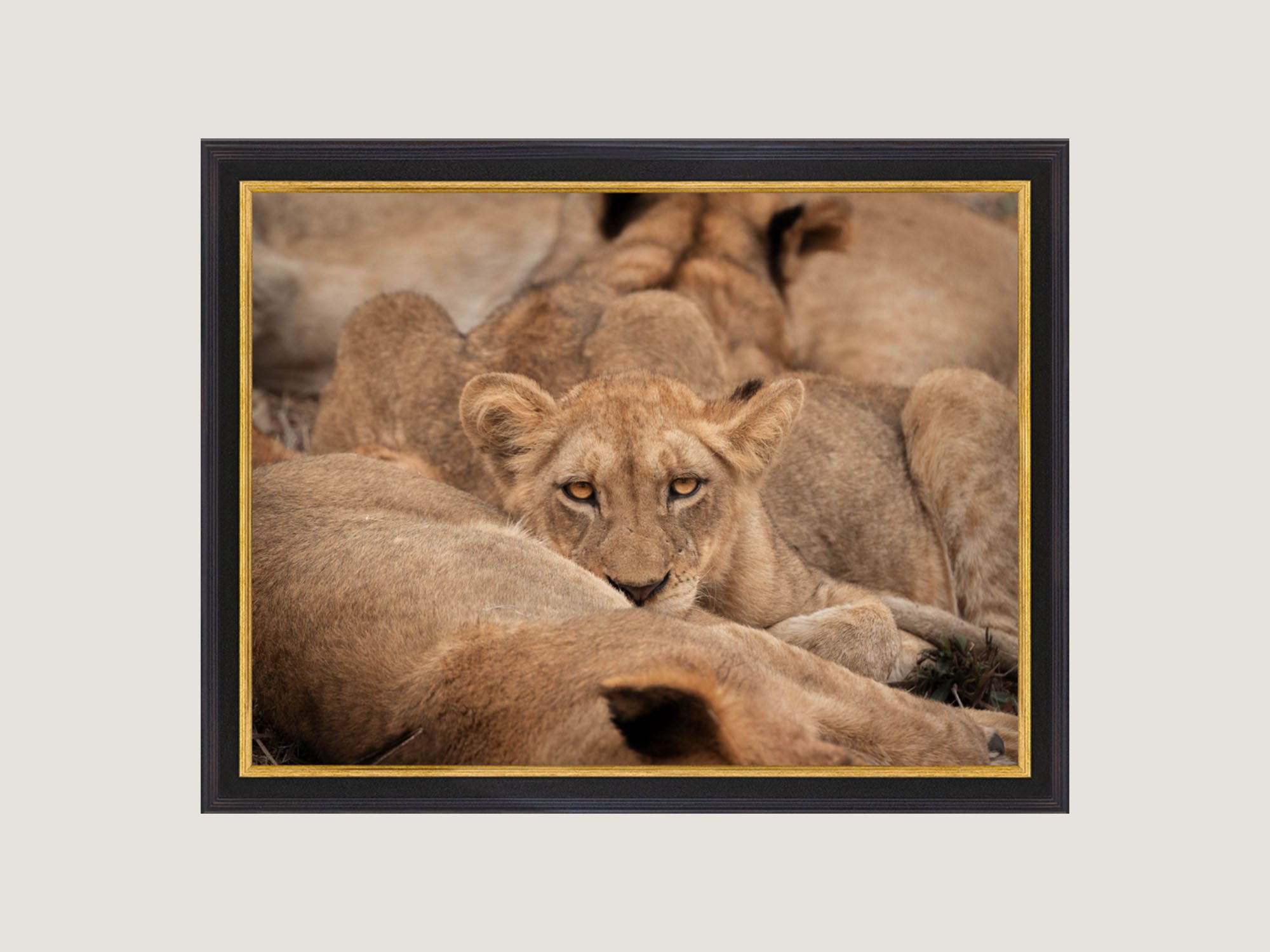golden-cub.jpg