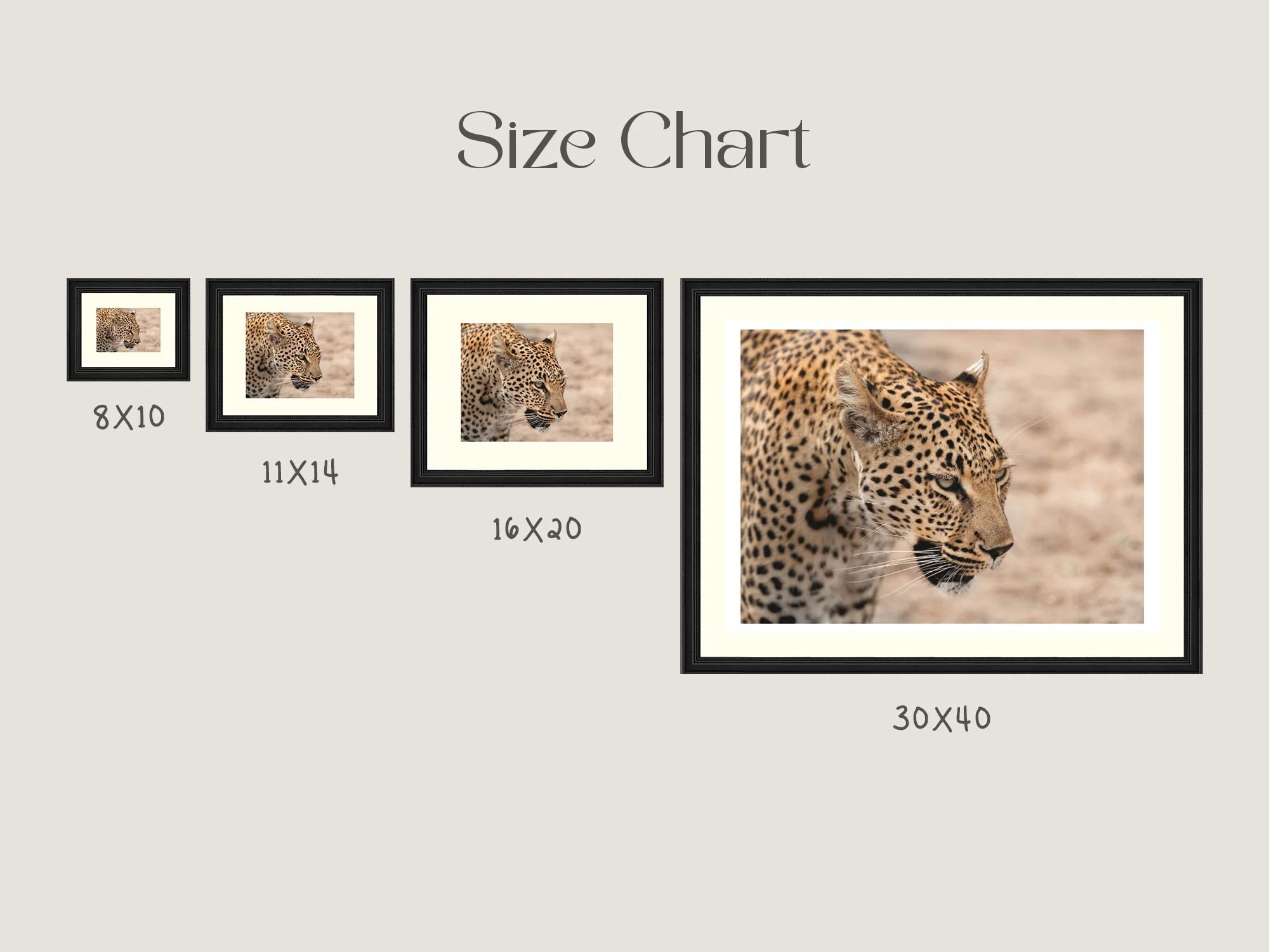 leopard-size-chart.jpg