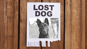 Lost+Dog+Before.jpg