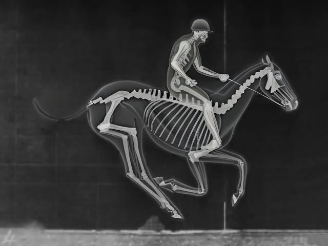 Horse04.png