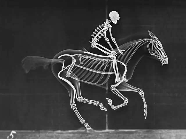Horse05.png