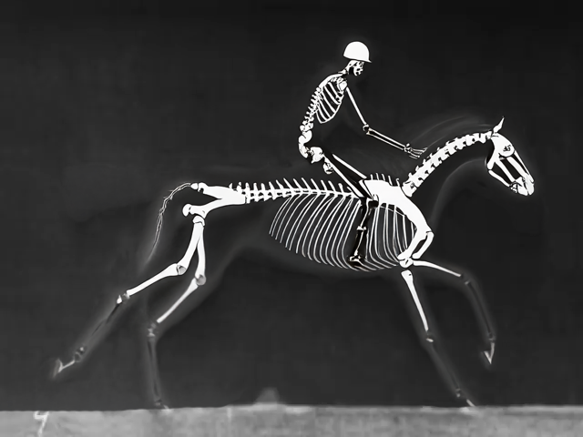 Horse09.png