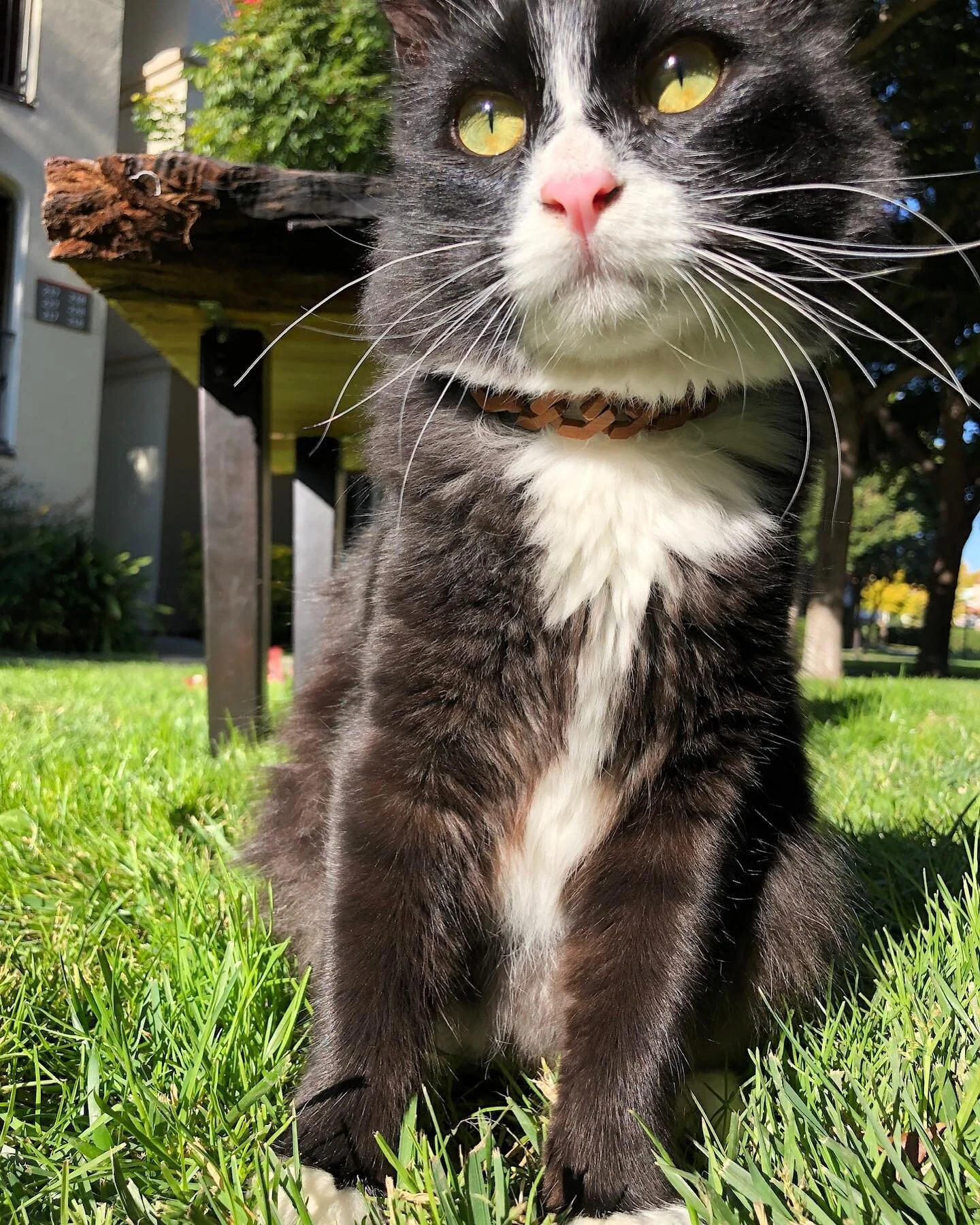 I hope your Labor Day fresh air is smoke free - Smokey the cat