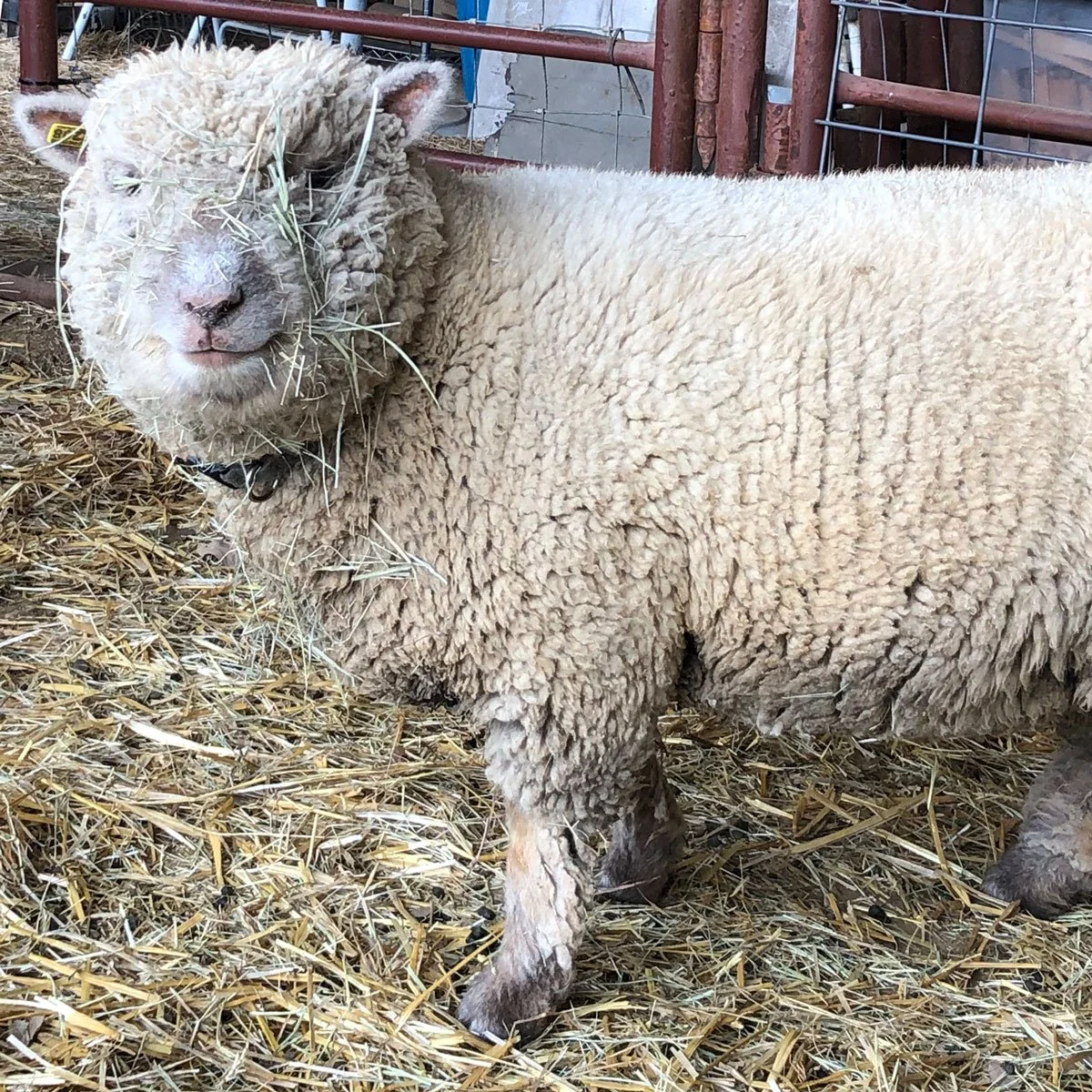 Sister Fidelis – Ewe