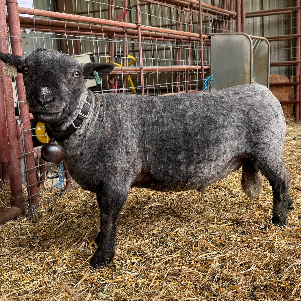 Papa Franciscus – Ram