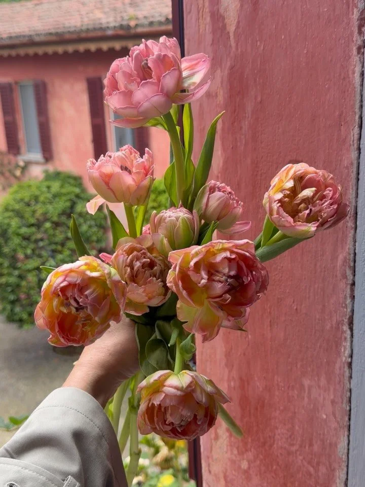 a moment for the tulips that perfectly matched the villa where our team stayed, for our wedding in Lake Como last week ✨