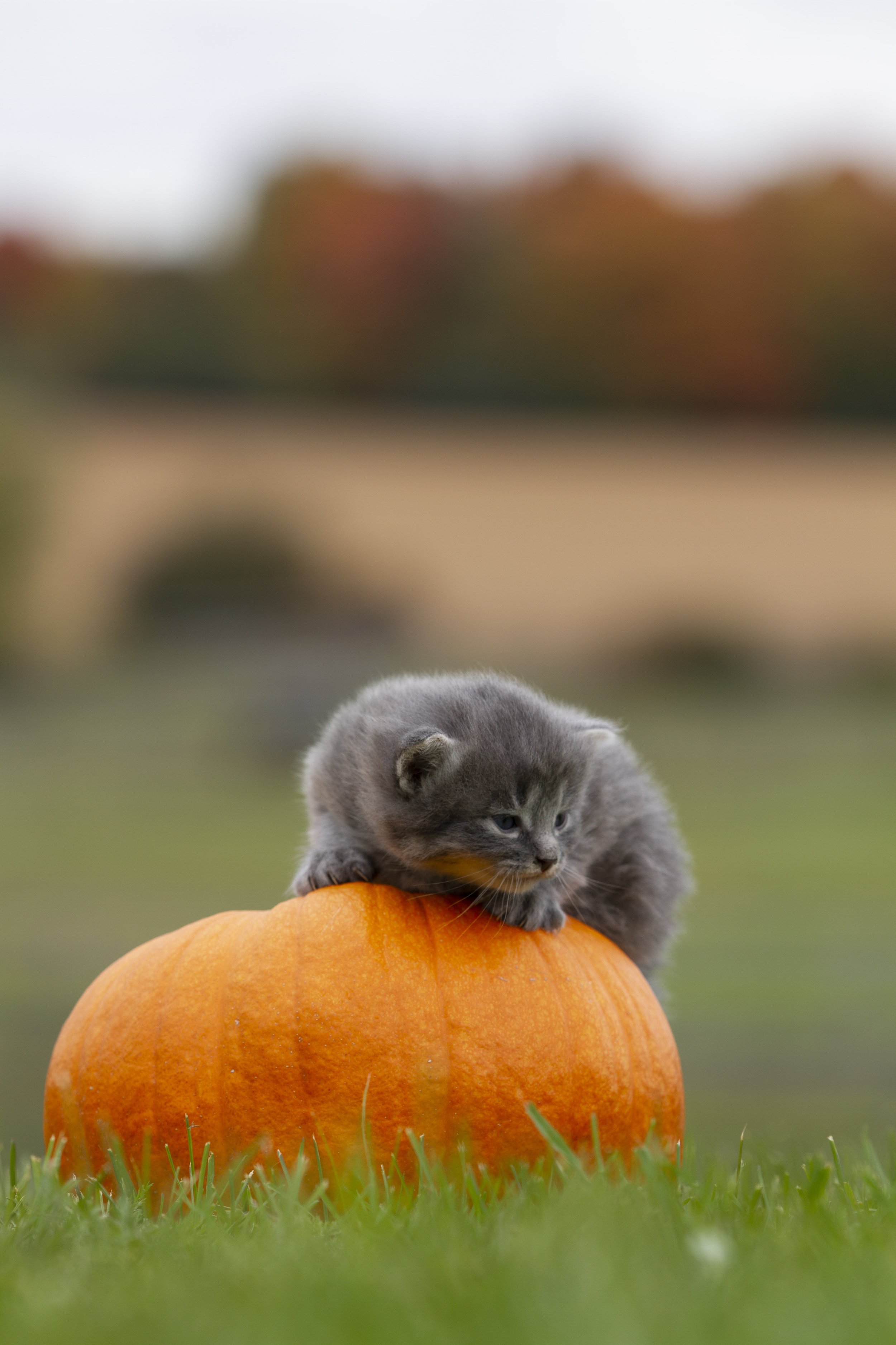 Happy Thanksgiving!