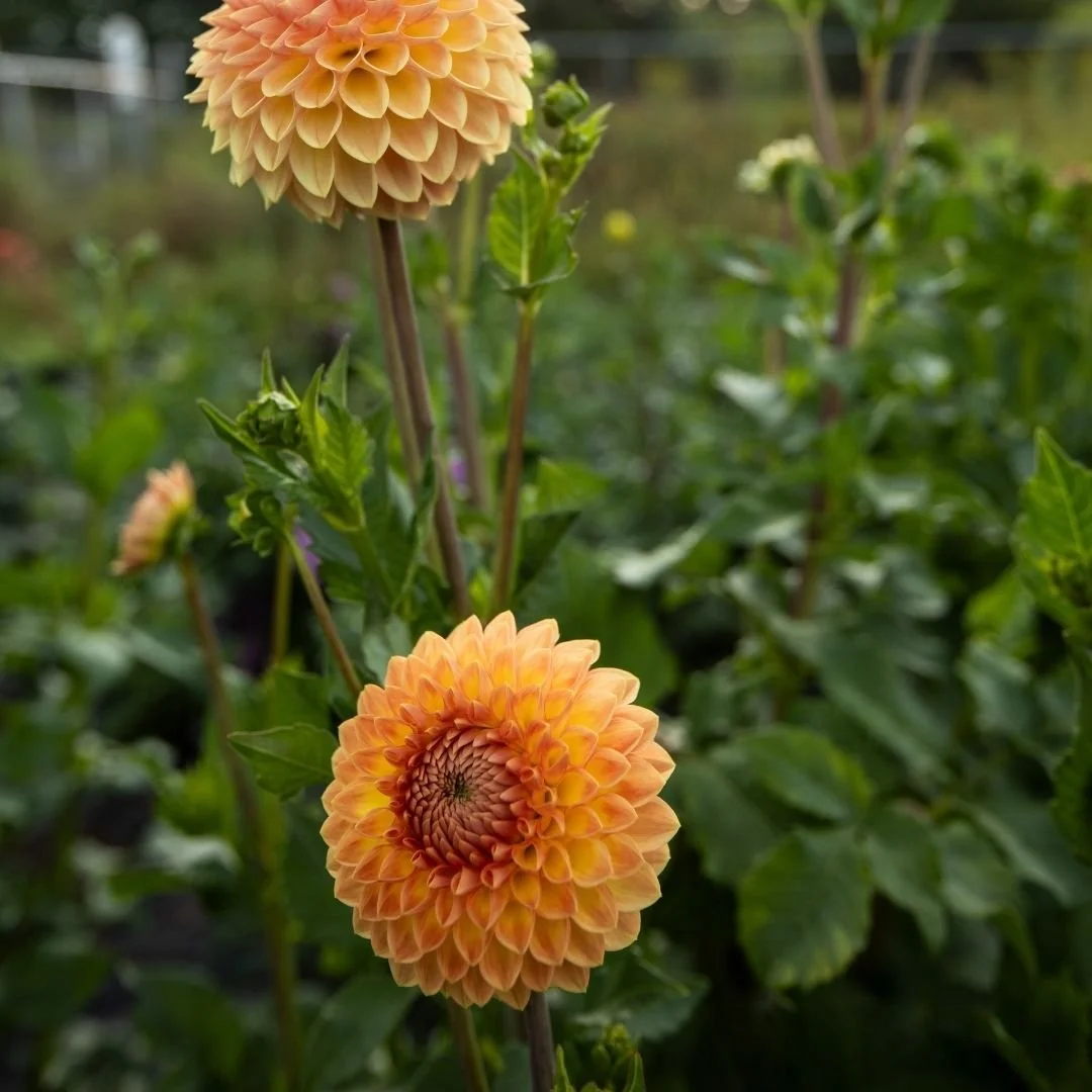 Blyton Softer Gleam (2).jpg