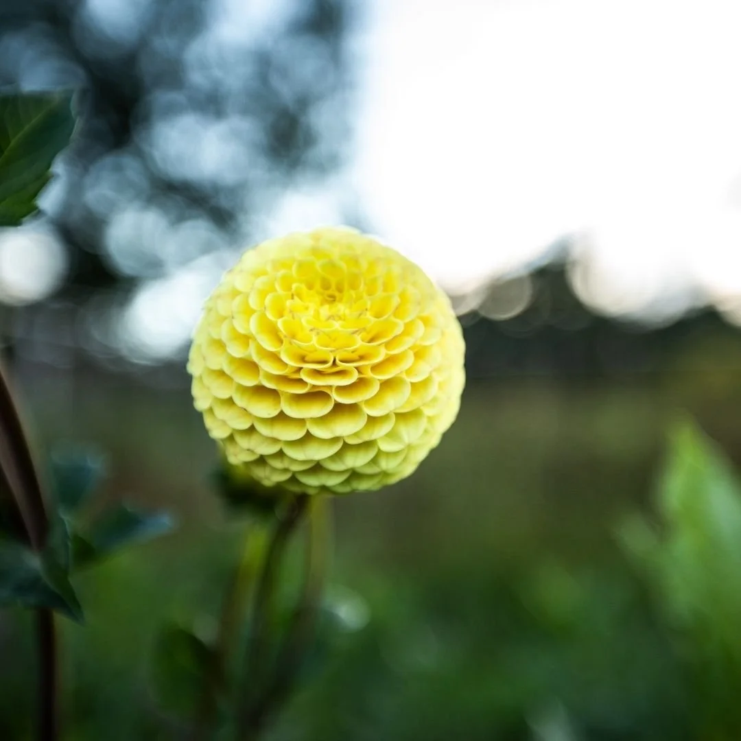 Buttercup.jpg