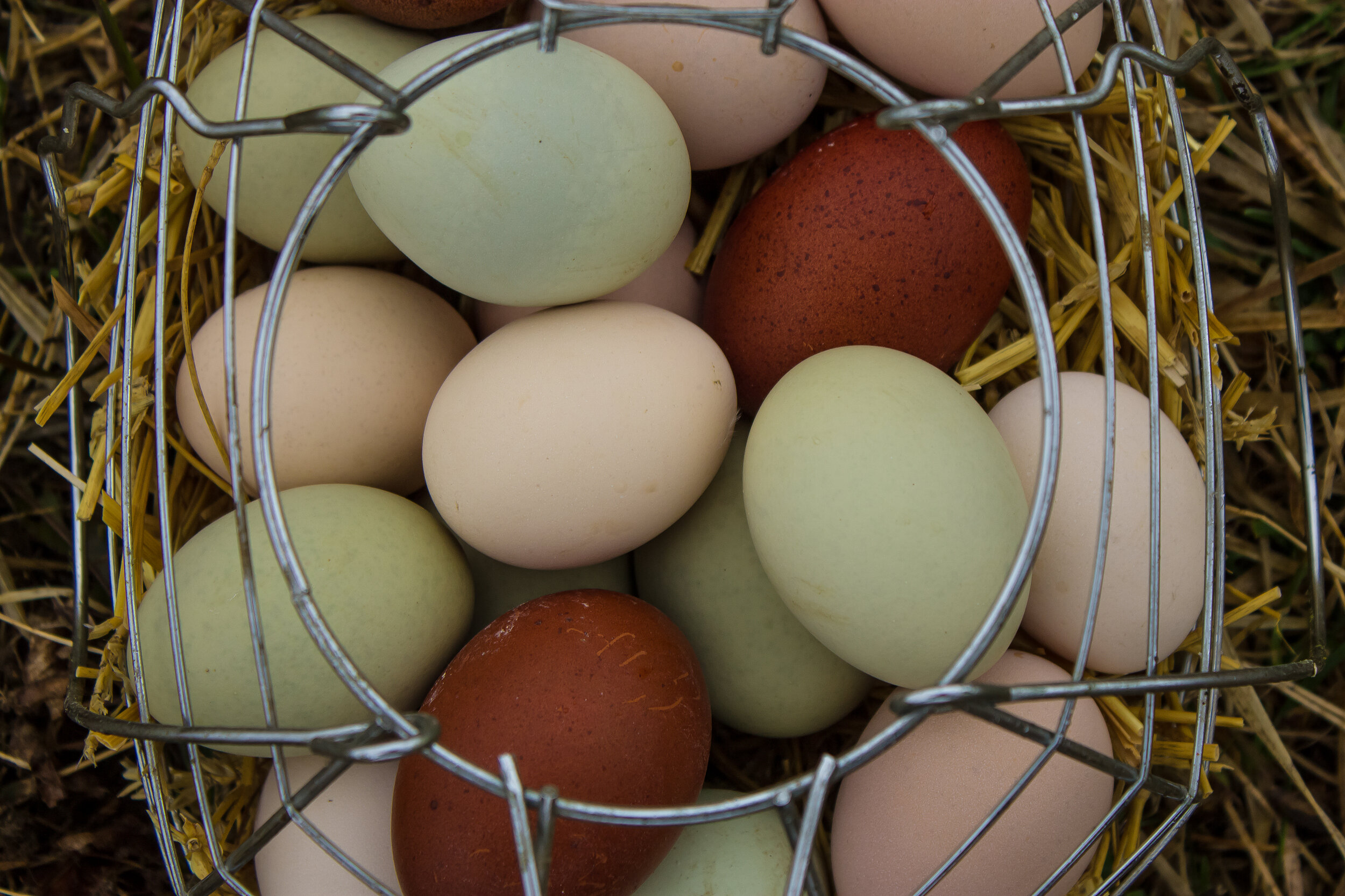 Eggs!