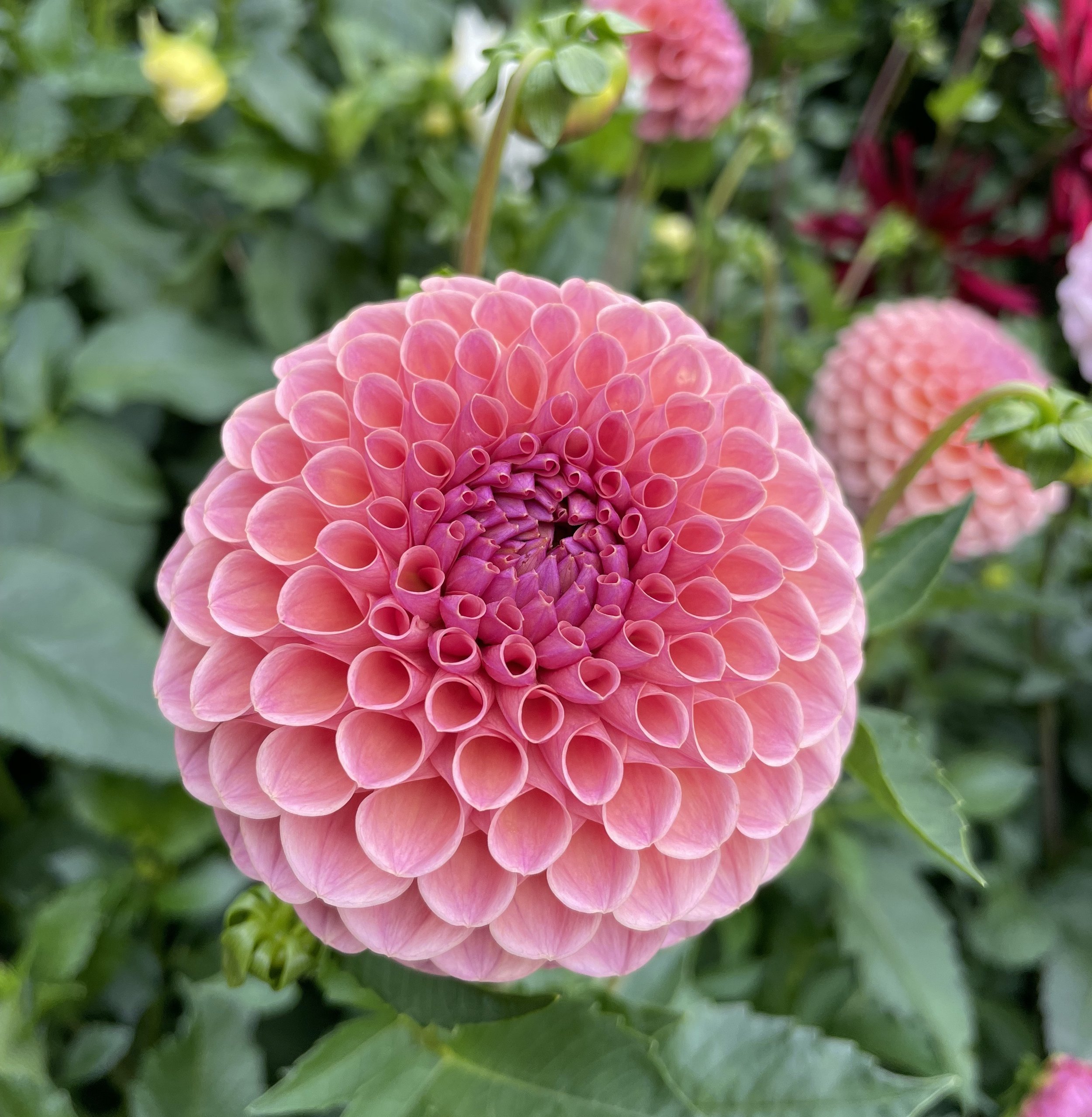dahlia-jowey-winnie-2024-1.jpeg