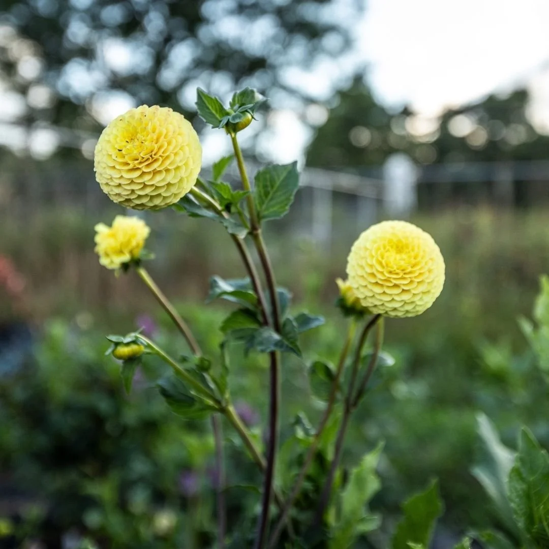 Buttercup (2).jpg