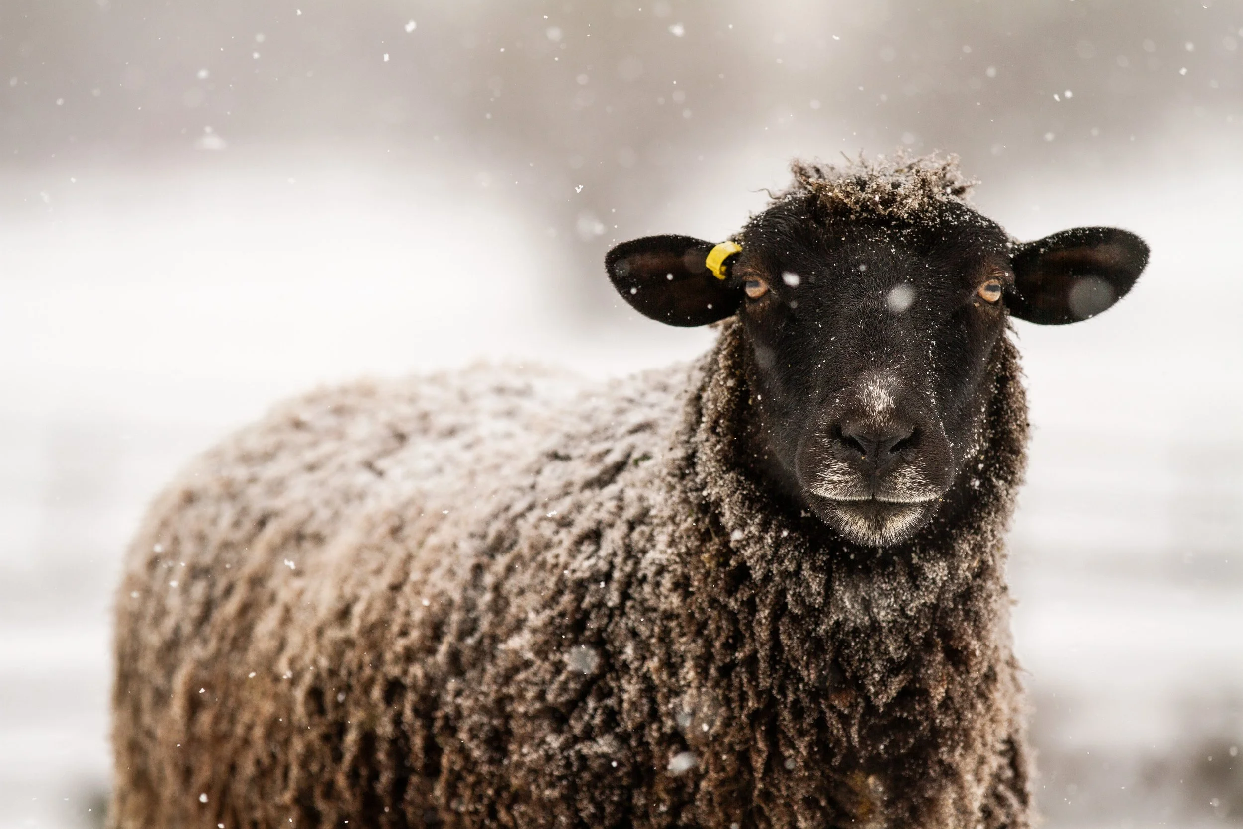 One of our sheep enjoying the snow!