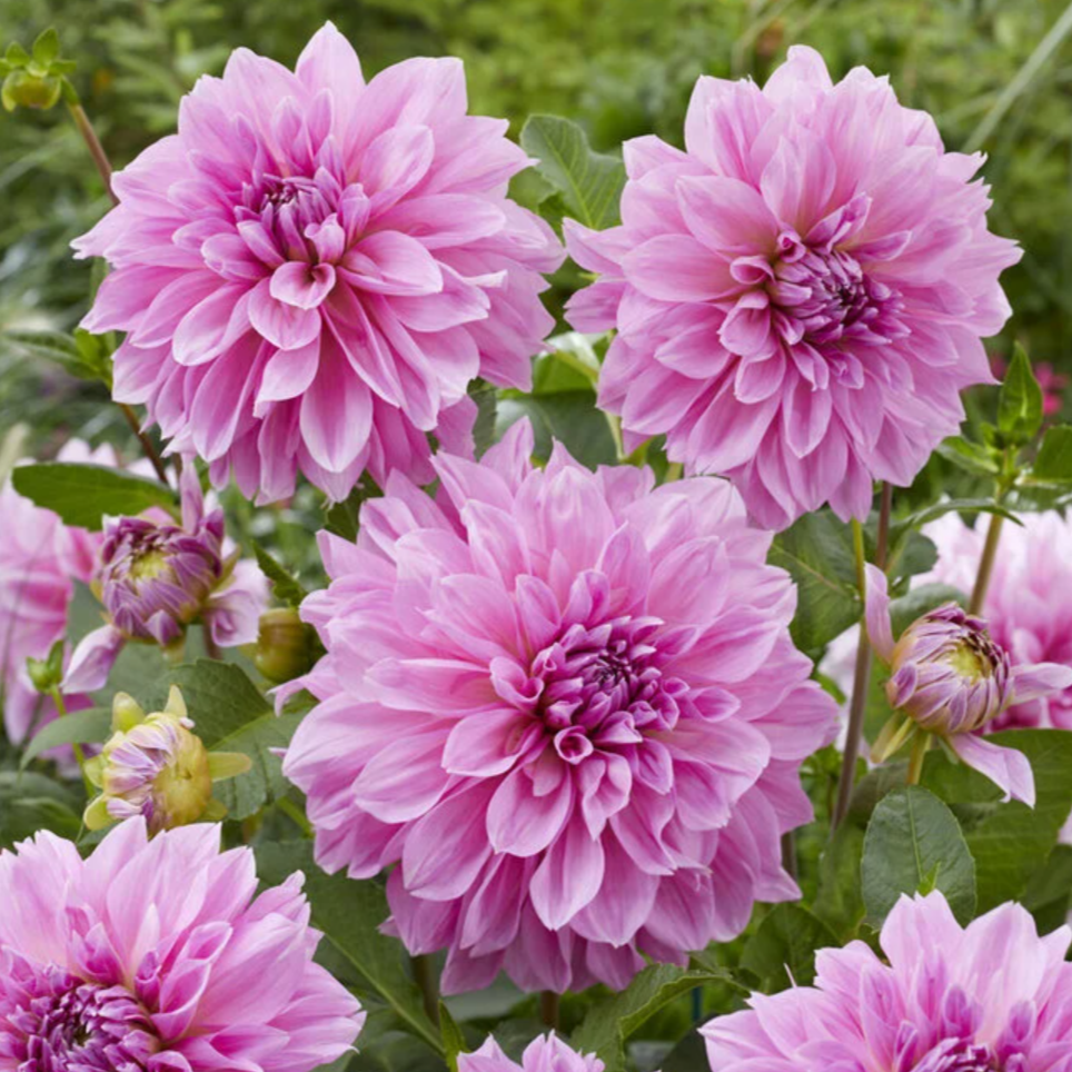 Lavender Perfection.png