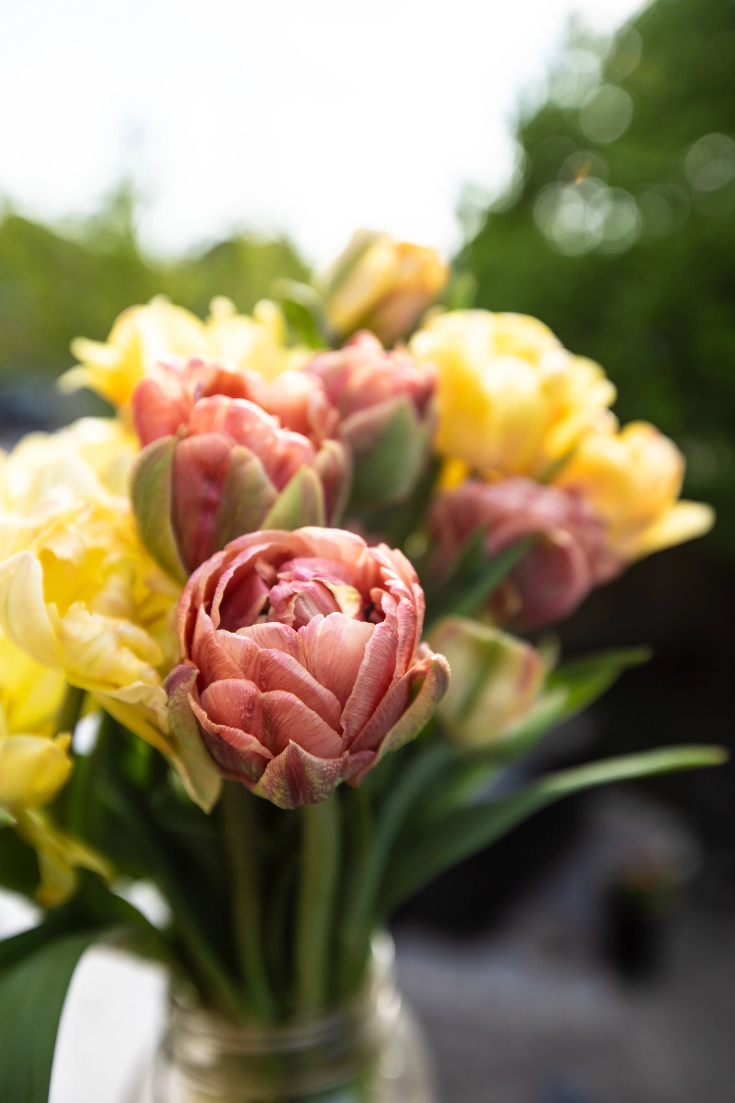 Spring tulips grown here on the farm