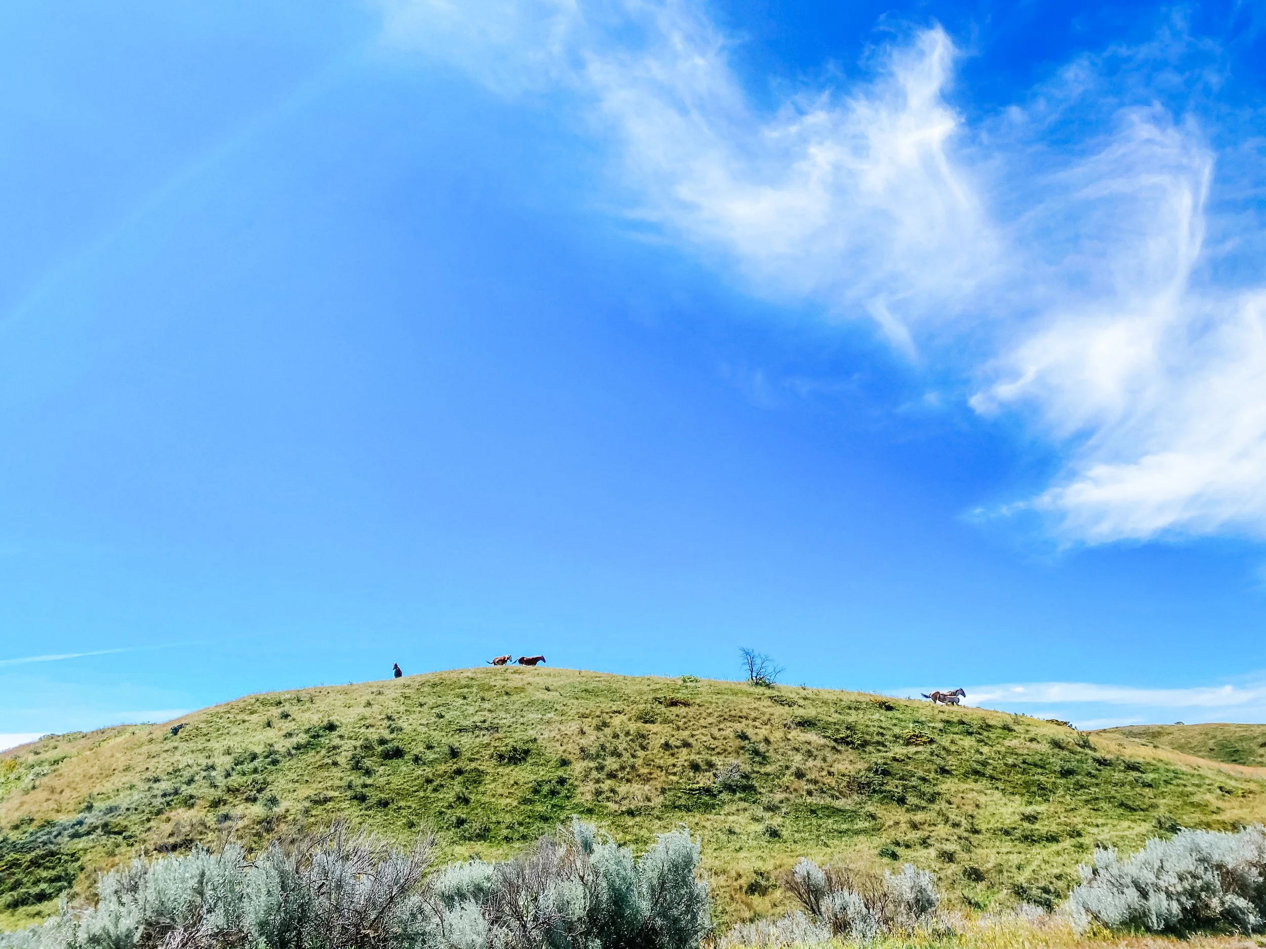 8 States in 7 Days: The Great Plains Road Trip that Replaced Our Cancelled Cruise