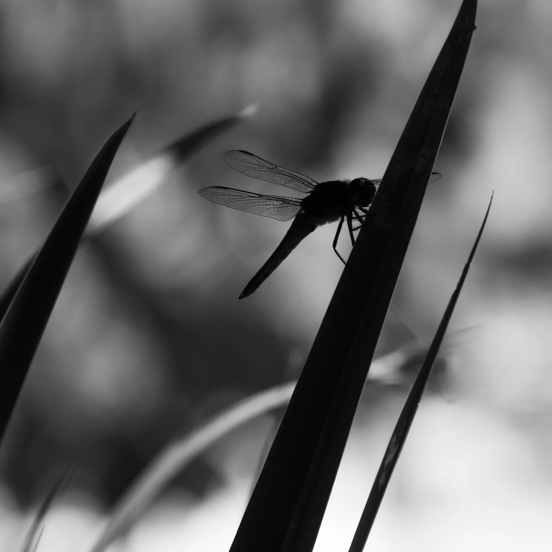 20190609 - Zilker - 991.jpg