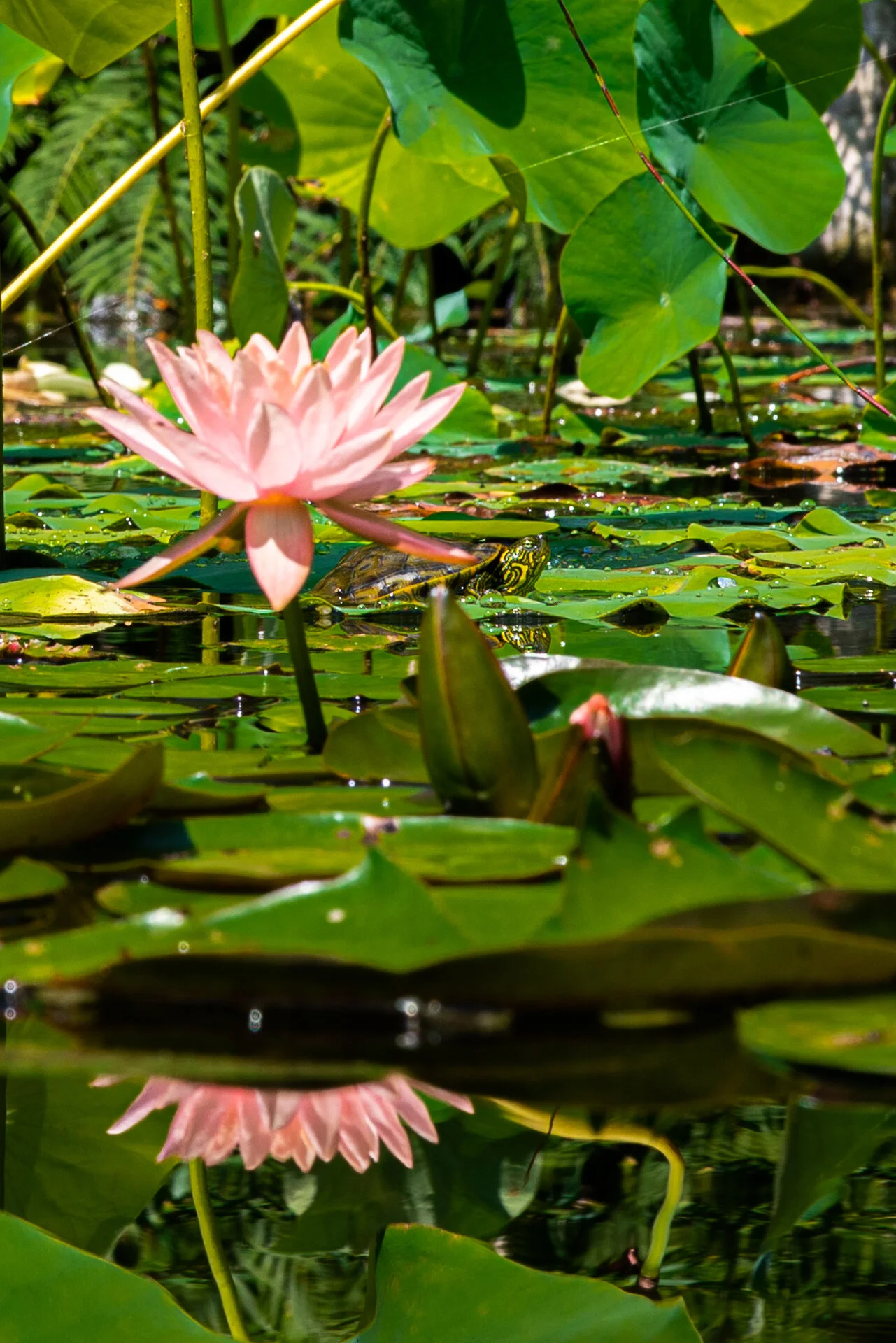 Sunbathing Turtle.jpg