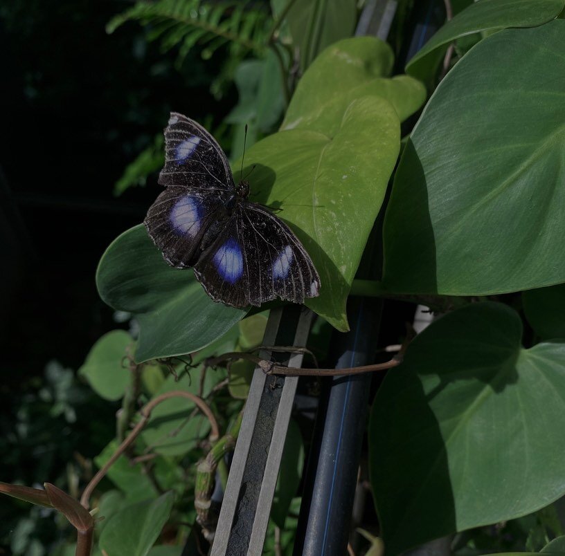 📸With some simple editing tips you too can improve your smartphone photos. Swipe to see the result 👉

When transiting through Changi airport I looove to visit the butterfly garden. Who doesn&rsquo;t love butterflies?? Sometimes the light is not qui