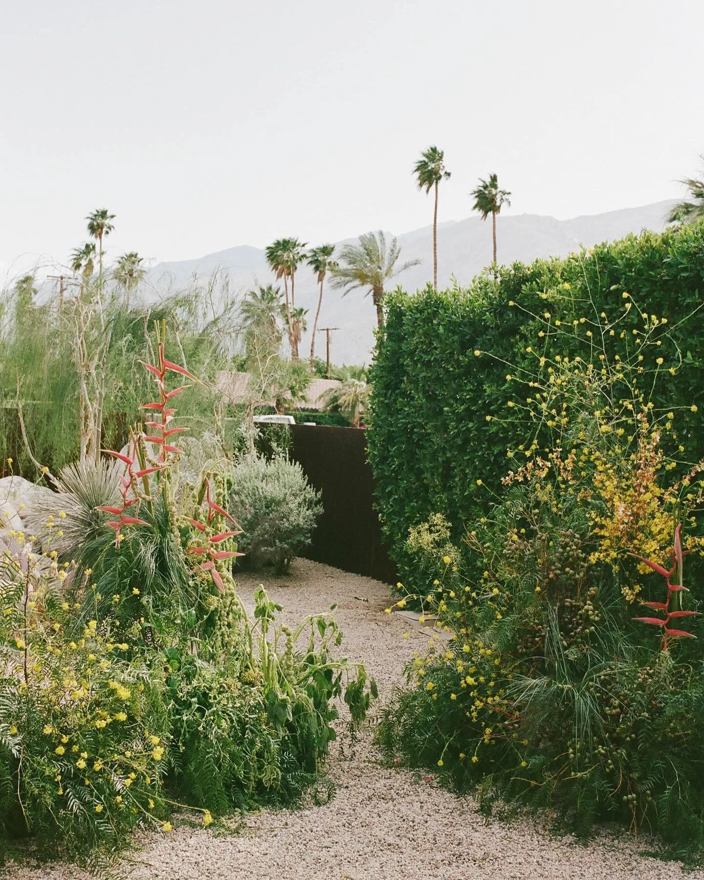 L&amp;D&rsquo;s sweet ceremony in the desert 🤍

Planning + Design:&nbsp;@moon__realm
Photo: @nikkistrekowski_photo
Catering + Bar: @toddfood
DJ: @supermoondjs
Specialty Rentals:  @adorefolklore
Lighting + Rentals: @sigpartyrentals
Cake: @picnicbaked