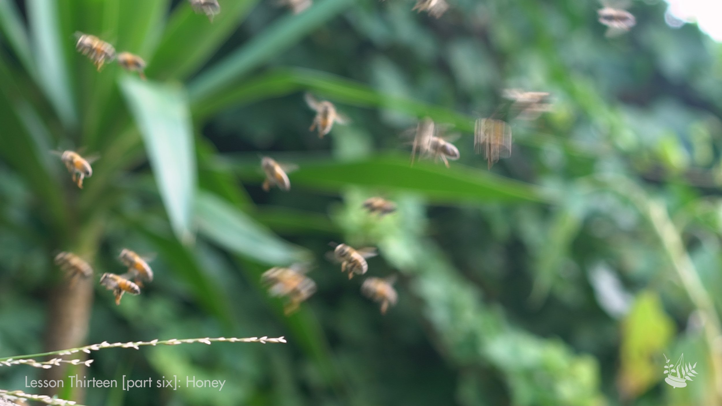 Honey - Bees 01.jpeg