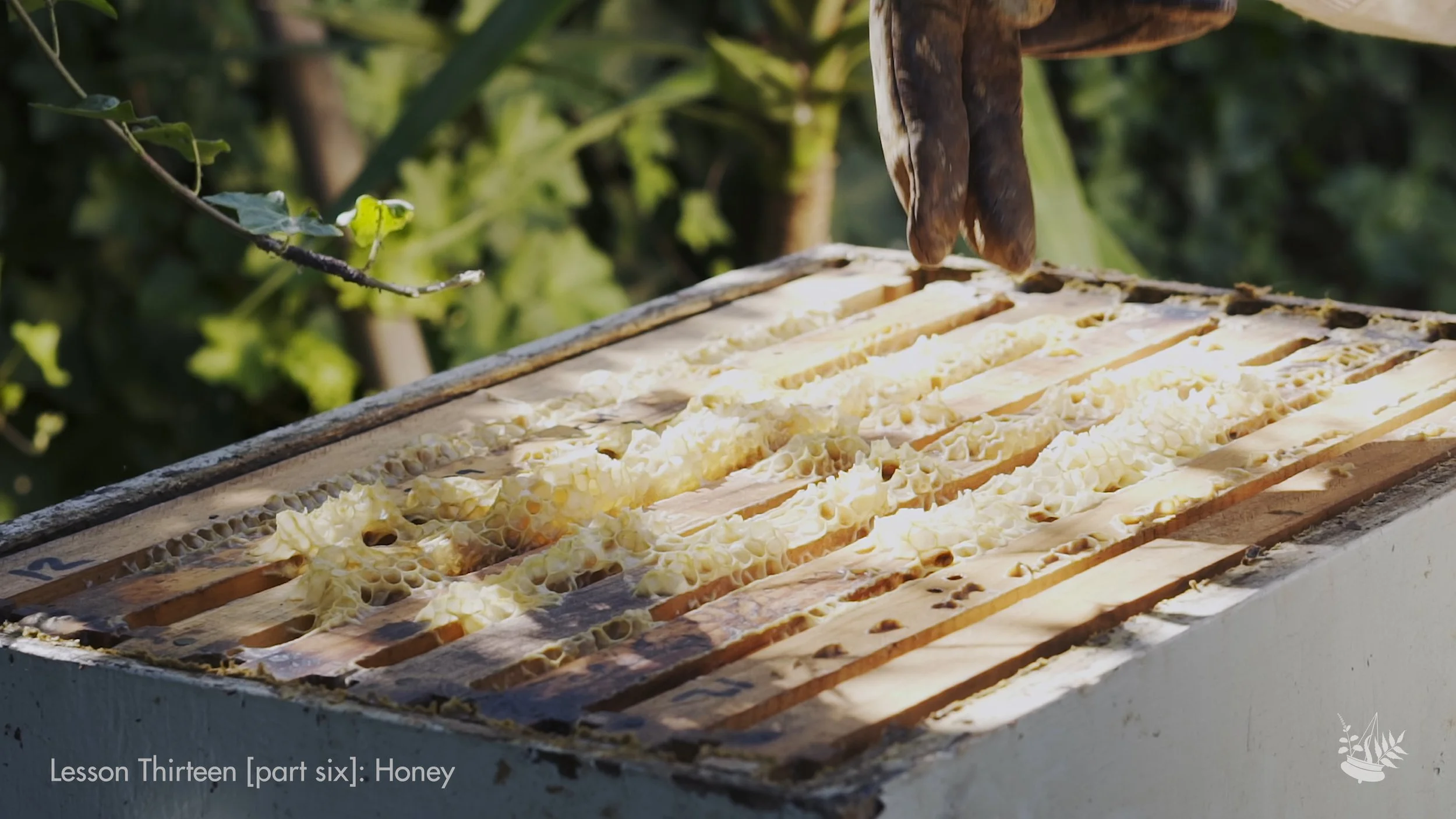 Honey - Bees 06.jpeg