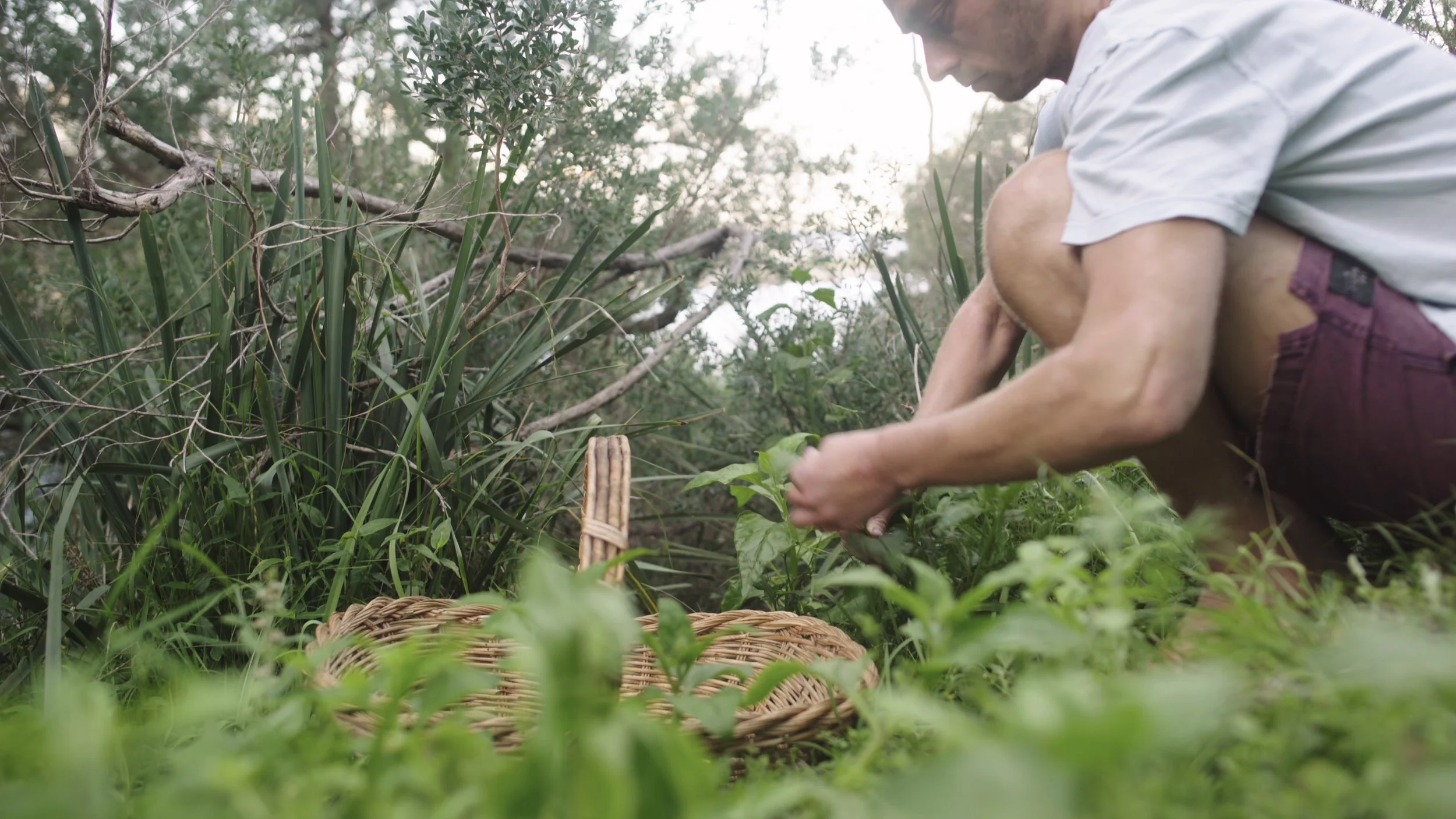 Forage 01.jpeg