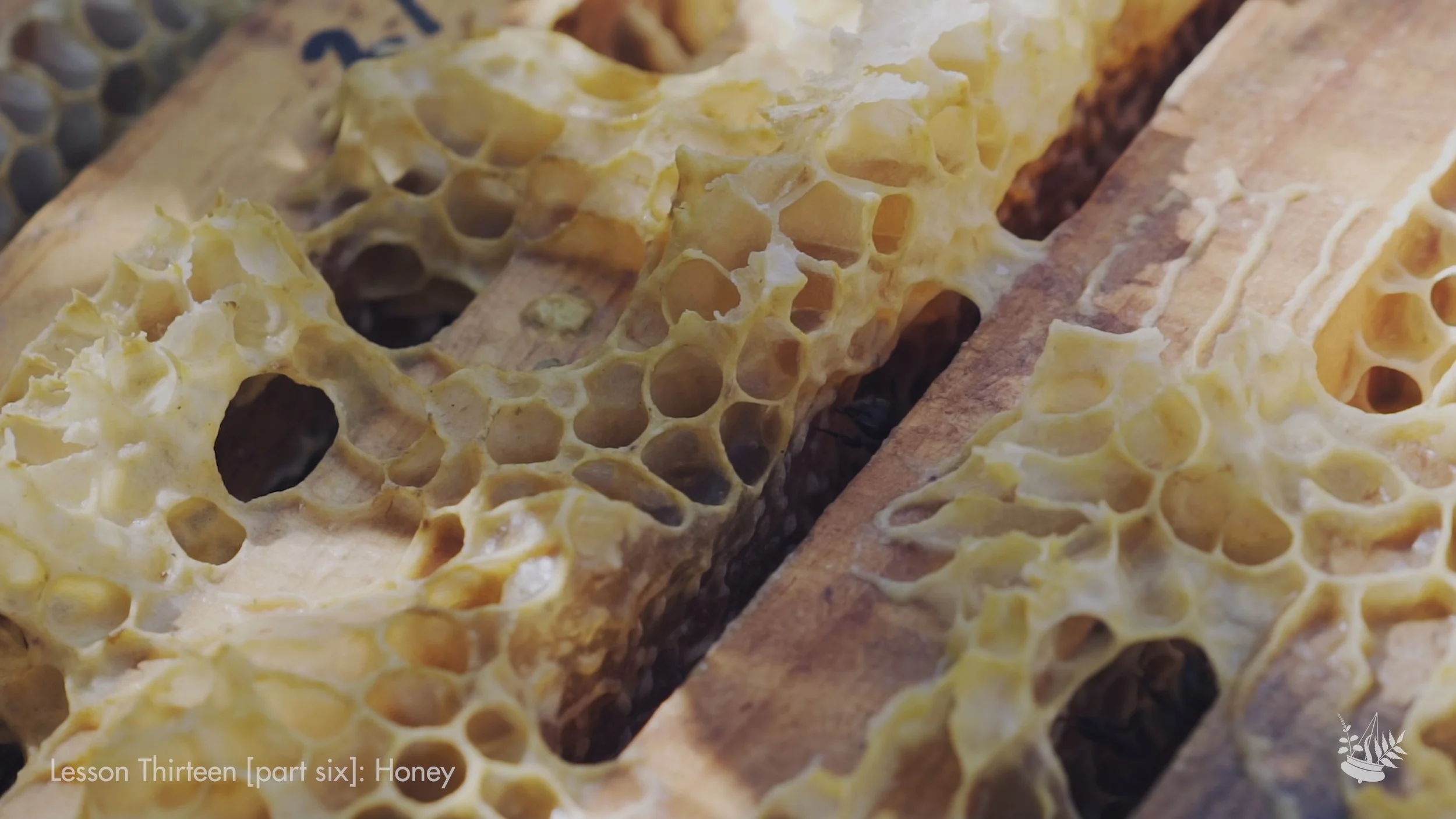 Honey - Bees 09.jpeg