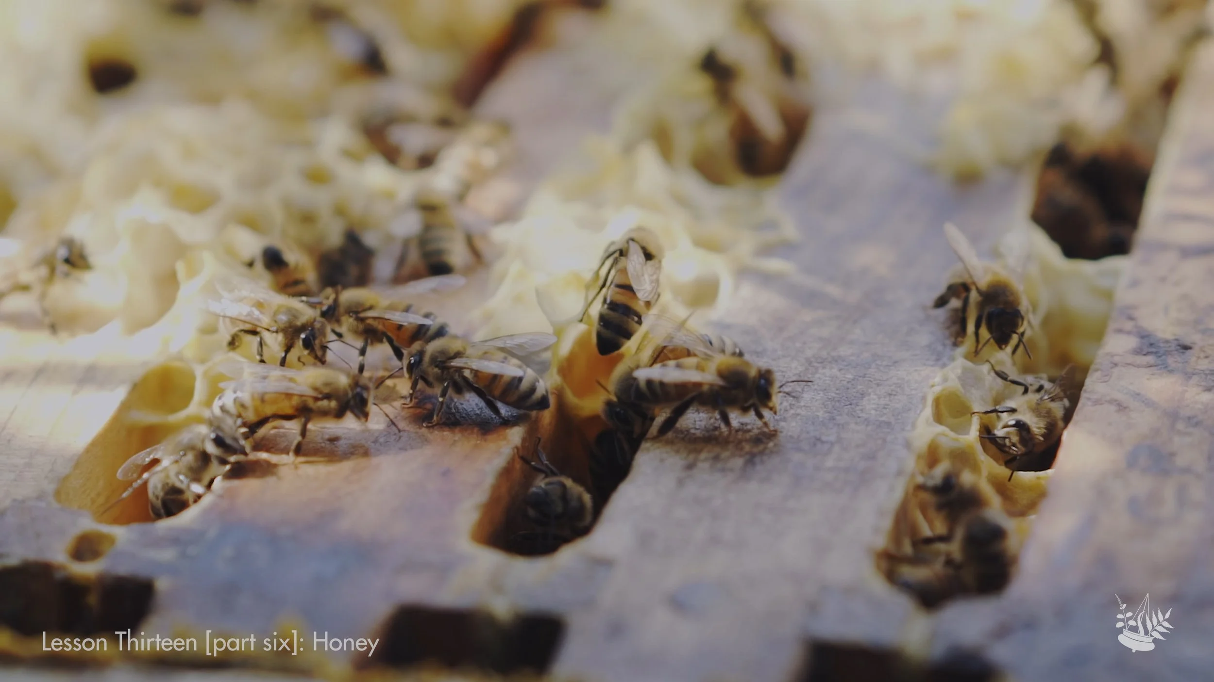 Honey - Bees 19.jpeg