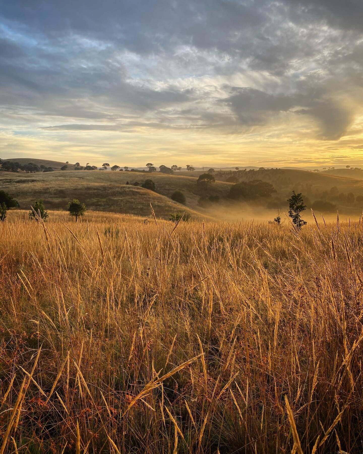 Something has changed. &nbsp;It&rsquo;s dawn, mid March. The &ldquo;Indian&rdquo; summer is in full swing. The long grass, which for months has been bursting with green growth, has suddenly turned golden in the heat. The season has slowed now and it 