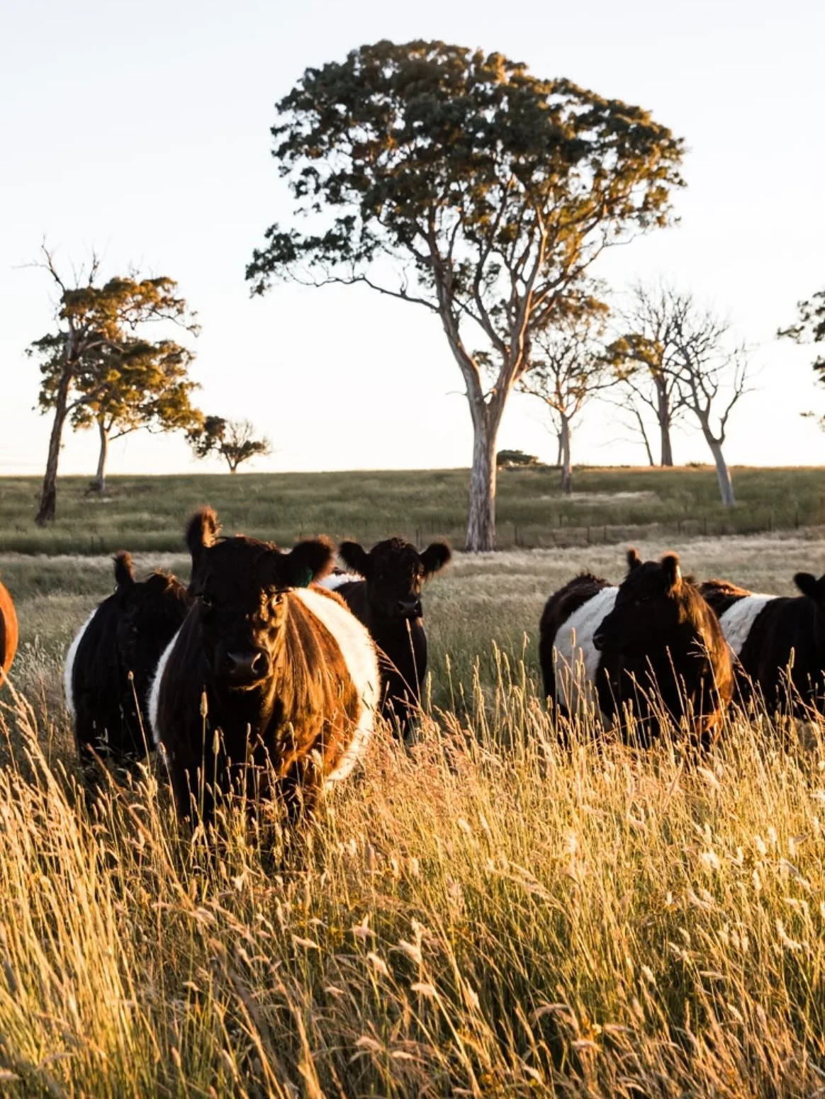 Looking to get into Belted Galloways? Replacing some existing stock? Wanting to improve the genetics of your herd?…
 
We are excited to open our sale from the 2025 calving season and we have some lovely stock available:
- registered cows (age