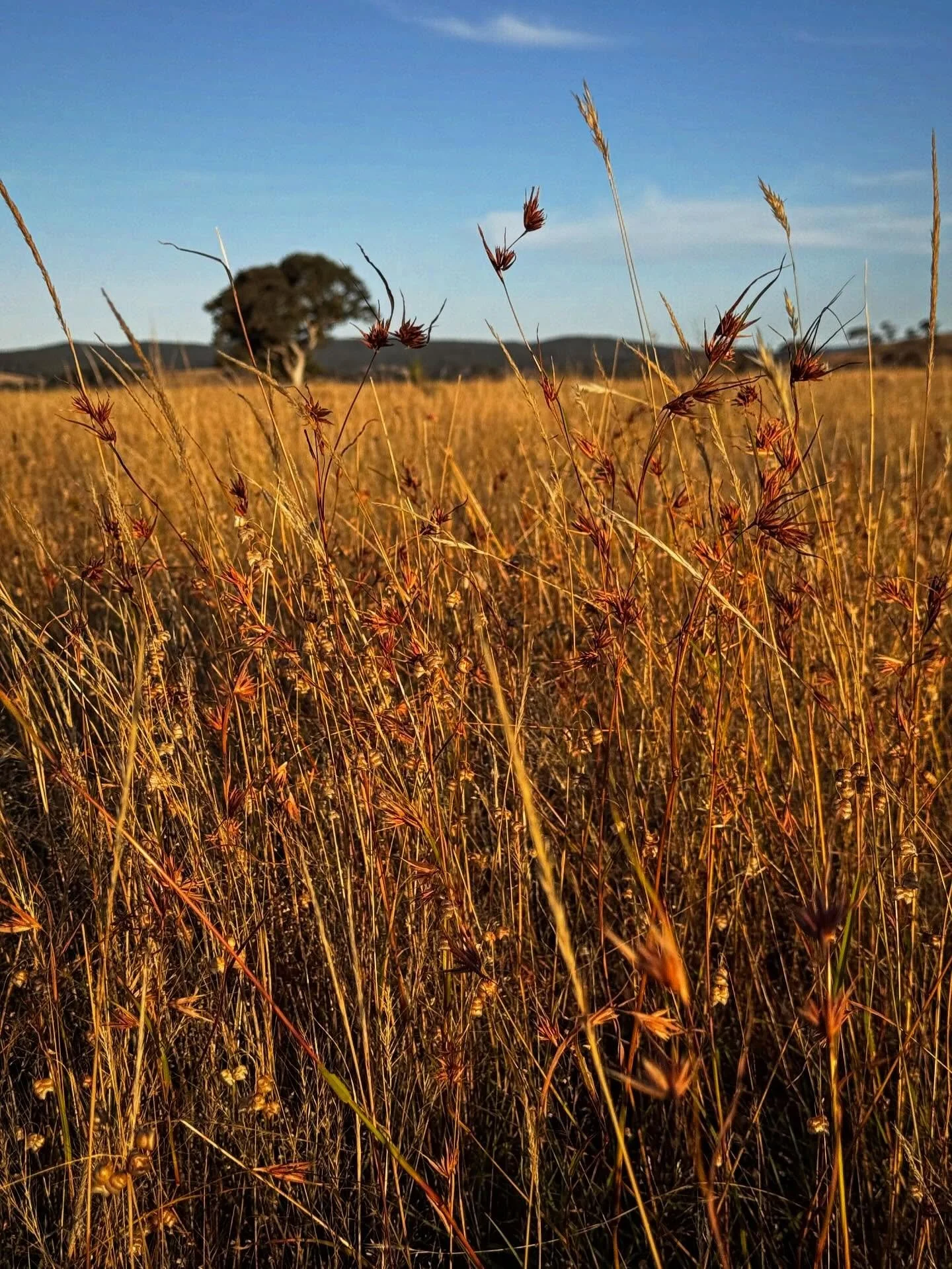 Over the past two and a half years, we&rsquo;ve been working with our great mate and Ngambri-Walgalu custodian - Girrawah and the Australian&nbsp;National University&rsquo;s Research School of Biology to conduct scientific research on the effects of 