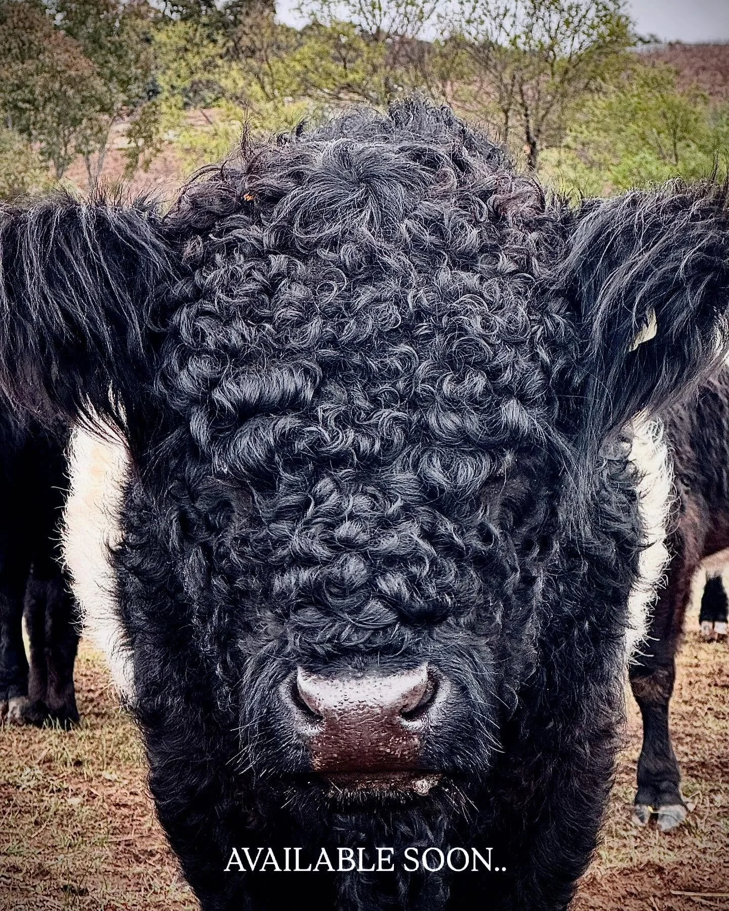 Following a terrific 2025 calving season, Nguurruu Galloways has a limited number of beautiful Belted Galloway cattle available soon for re-homing. 

High quality registered stud stock,  options include:

- cows (ages from 3 to 7 years)

- cows with 