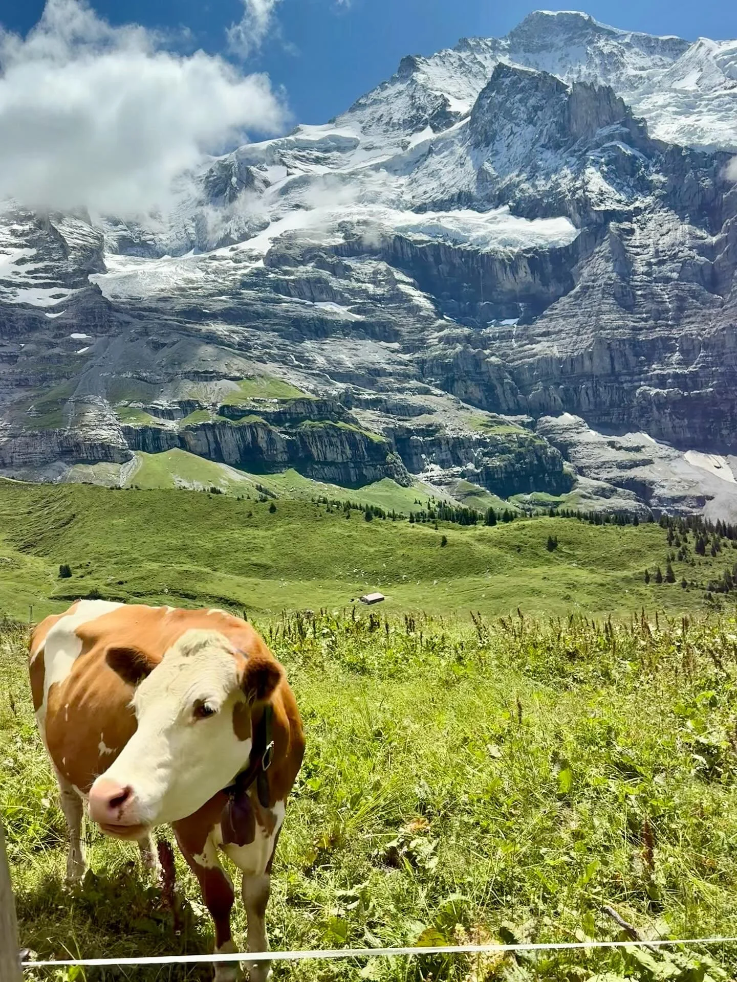 No,  this isn&rsquo;t Nguurruu. It&rsquo;s Wengen, Switzerland.  Same same, but very, very different. 

Just back from a 3 week break to visit family - tripping through parts of  Ireland, Switzerland and northern Italy. 

As a farmer abroad, one can 