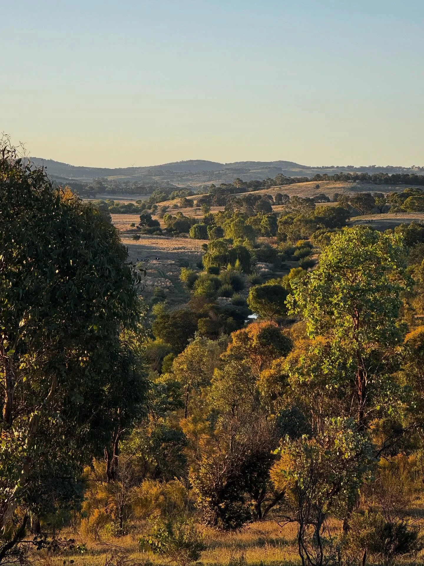 Once a cleared and eroded riparian zone. Dead country. 

Now a river corridor teeming with life. Home to thousands of birds, reptiles and marsupials. Good story and swirling spirits. Functioning again.

And for us, mere students of Mother Natures&rsq