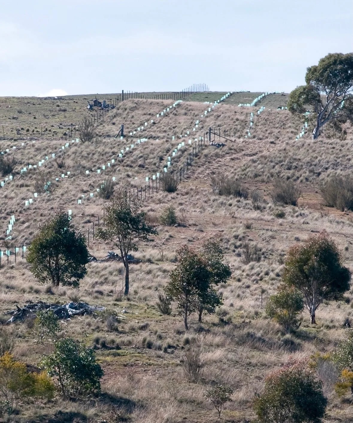 Before. After. Same Country.

Not just more trees.

More shade.
More birds.
More insects.
More reptiles.
More shelter.
More life.

Sometimes the most meaningful work is simply giving nature the chance to return.

Seven years on, this little corner of