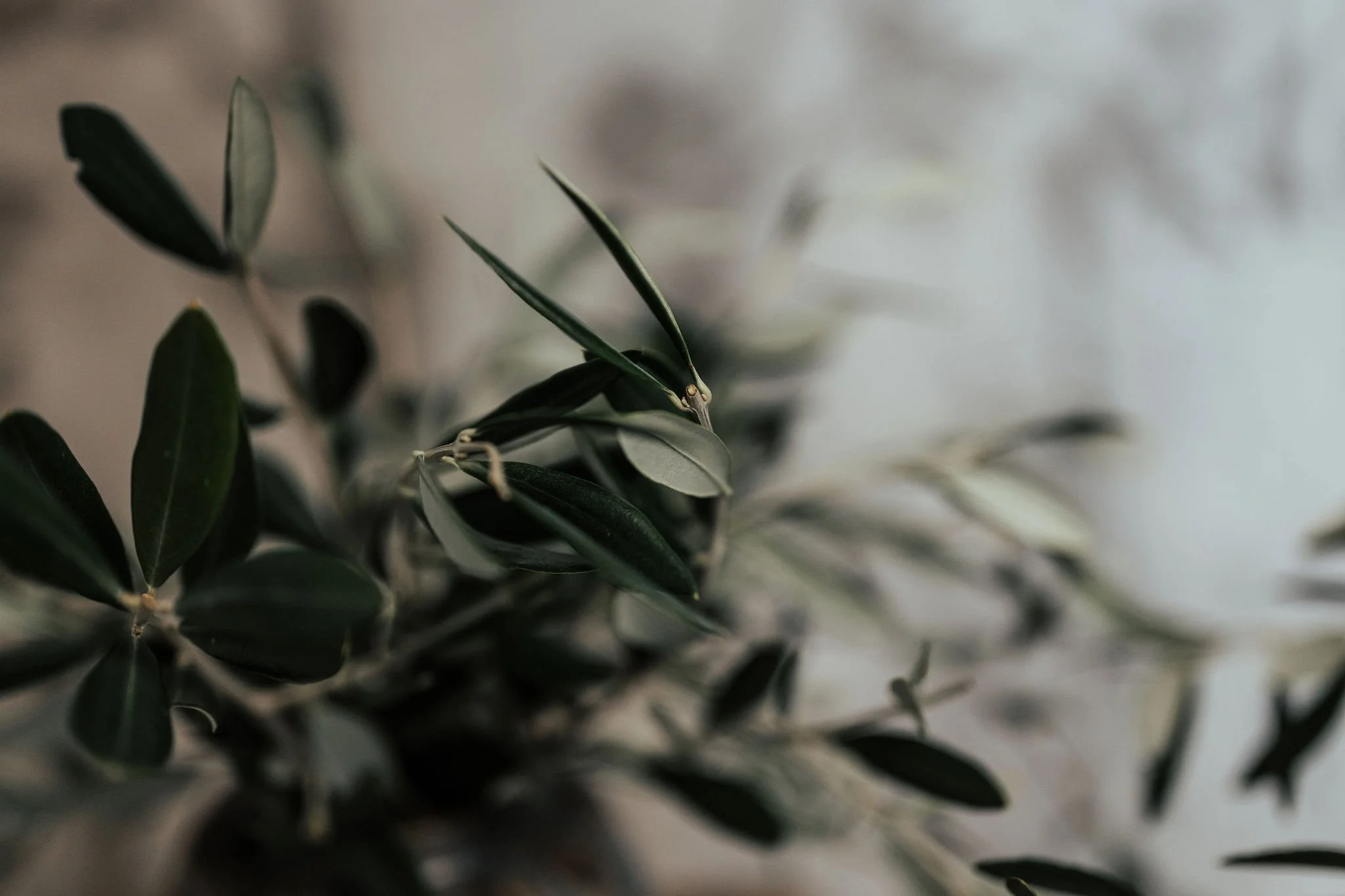 Beka_fotografiert_Blumenstil_4.jpg
