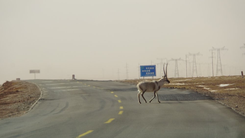 Tibetan antelope is crossing the  road.JPG