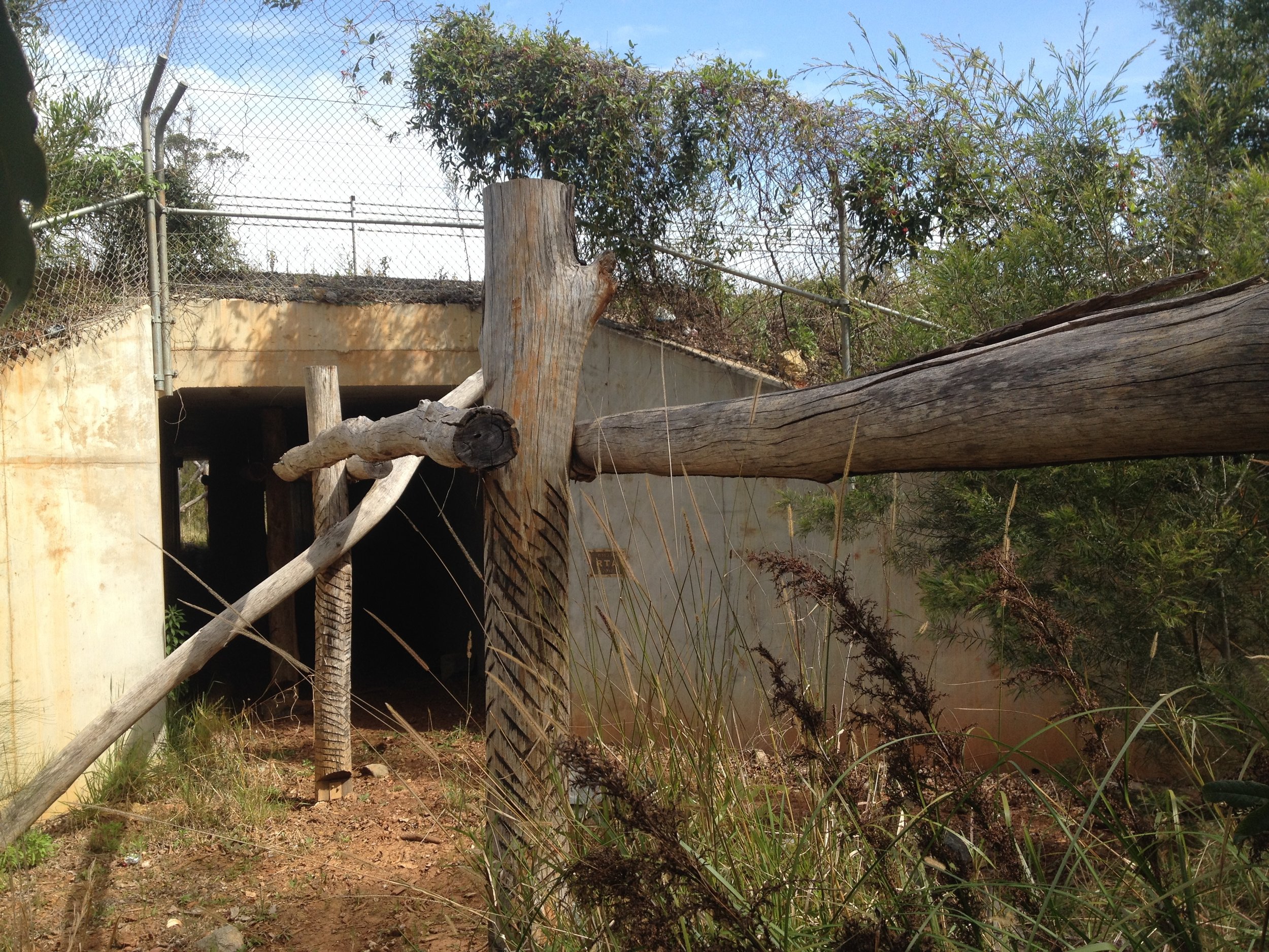 A box culvert with timber post-and-rail targeting koalas on the Oxley Highway at Port Macquarie, NSW (photo: Brendan Taylor). 