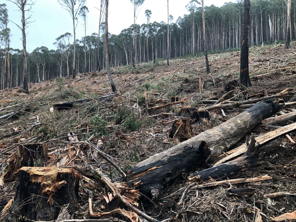 Logging_D Harley red.JPG