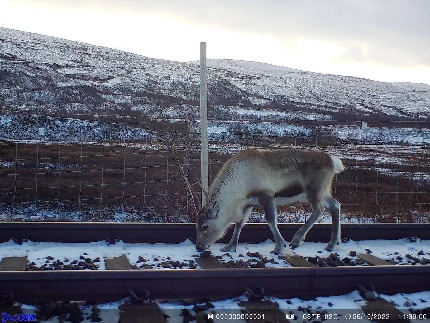 Every collision counts: Building Norway’s 13-Year National Database of railway wildlife mortality