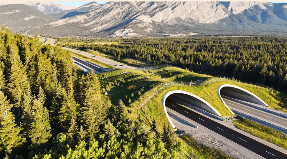 The Hidden Infrastructure Reconnecting North America’s Wildlife, Explained