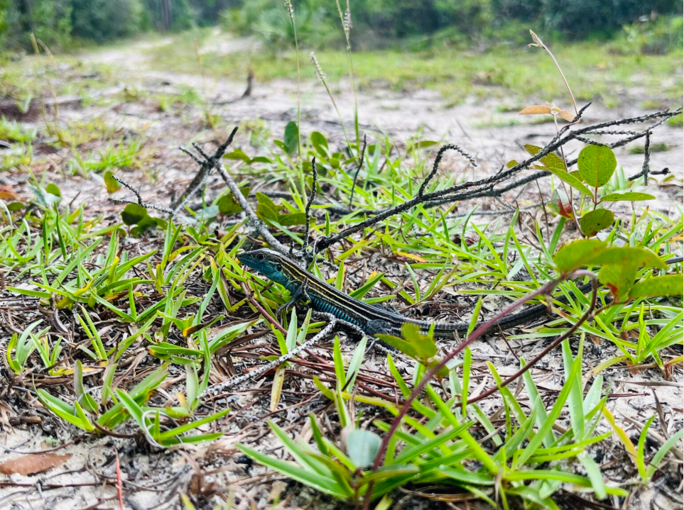 Unpaved roads connect scrub lizard habitat