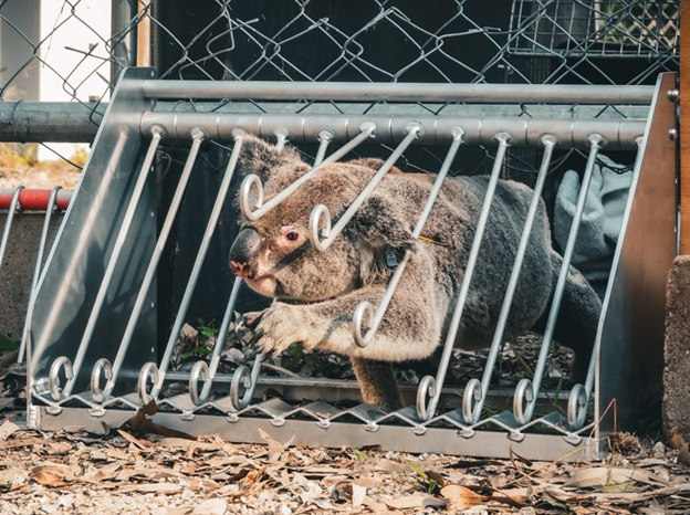 Queensland's One-Way Fauna Escape Hatch Innovation Goes Statewide