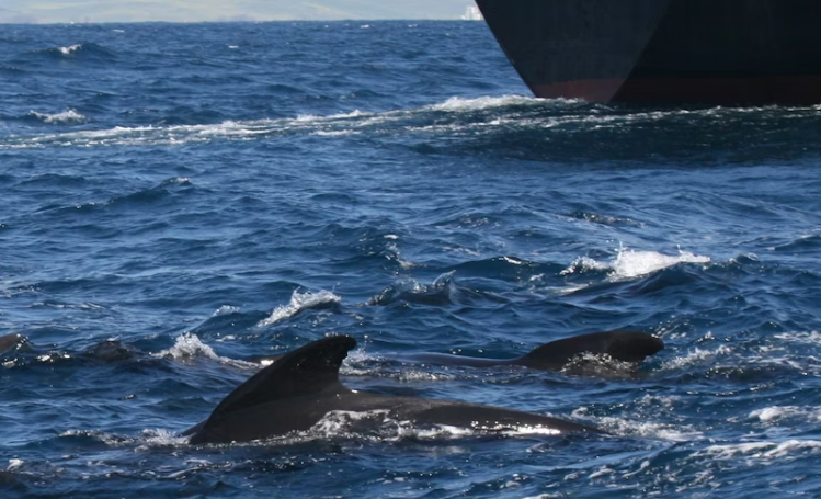 Squeak up! I can’t hear you: pilot whales are shouting to hear themselves over ship noise